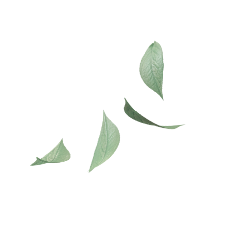 matcha certifié bio JAS japonais